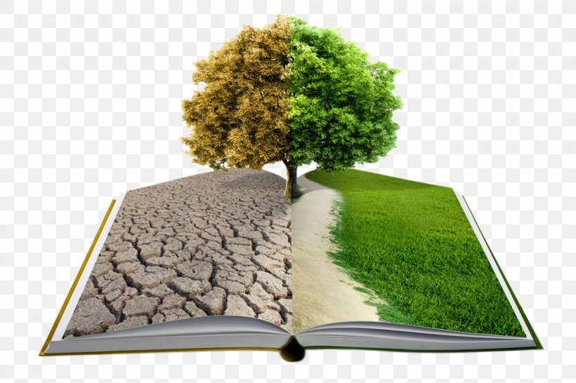 Book Tree Stock Photography Publishing Stock.xchng, PNG, 1000x667px, Book, Author, Childrens Literature, Ebook, Grass Download Free