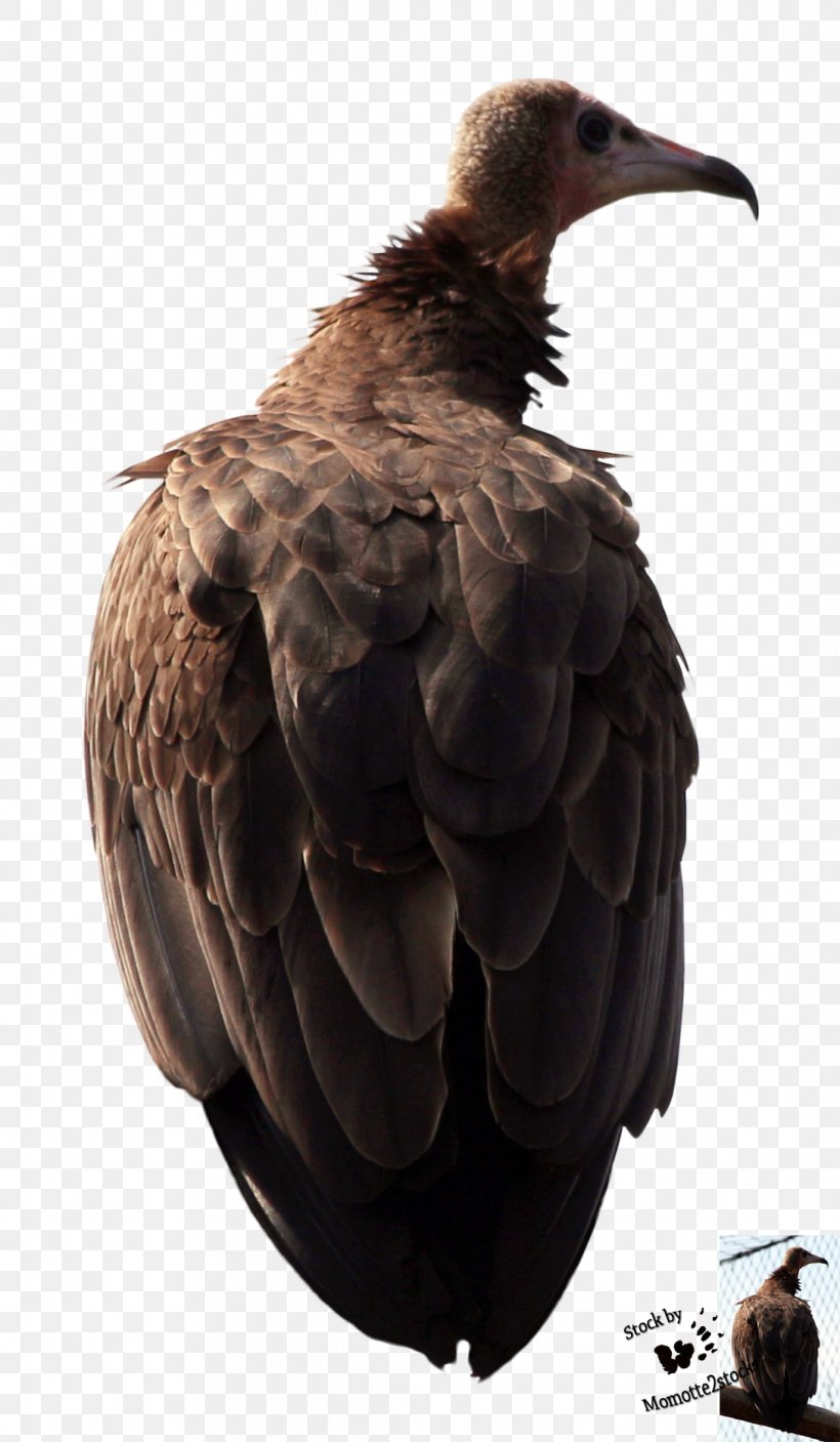 Eagle DeviantArt Stock Vulture Beak, PNG, 1089x1869px, Eagle, Accipitriformes, Beak, Bird, Bird Of Prey Download Free