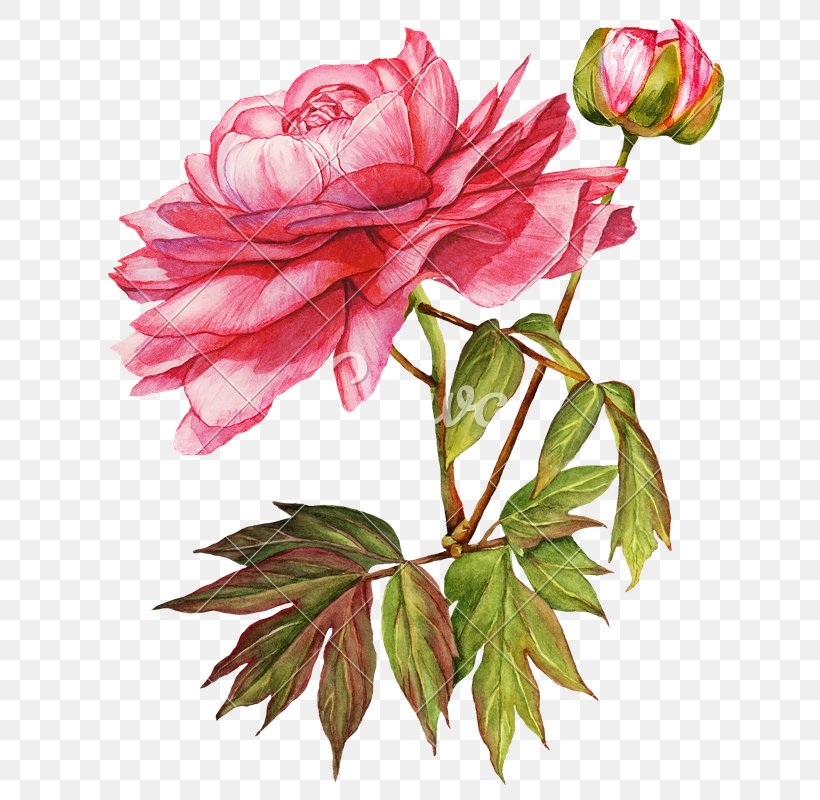 Flower Peony Garden Roses Floral Design, PNG, 705x800px, Flower, Botanical Illustration, Botany, China Rose, Cut Flowers Download Free