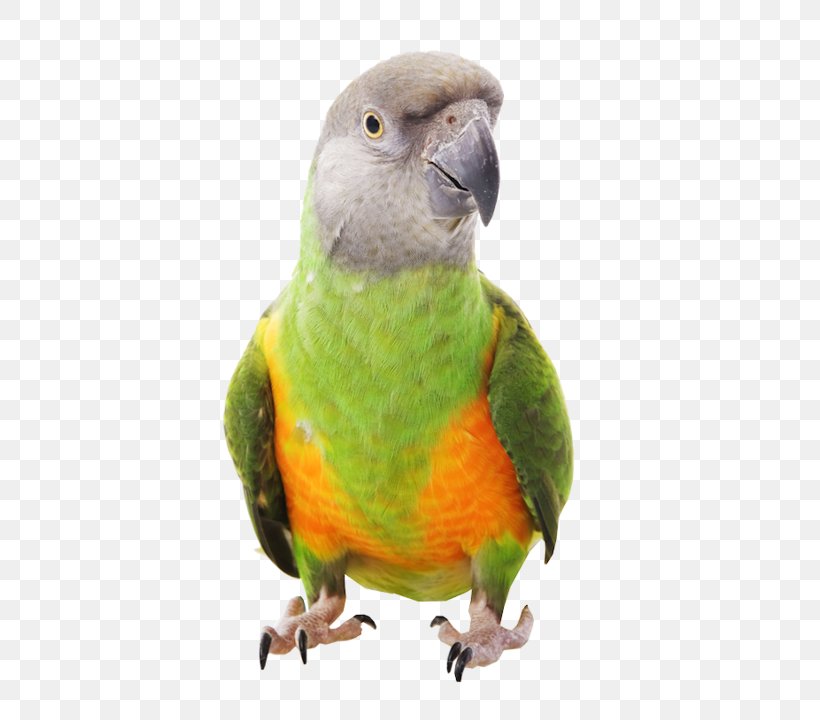 Senegal Parrot Bird Parrot Harness Meyer's Parrot, PNG, 600x720px, Parrot, Beak, Bird, Blackheaded Parrot, Caique Download Free
