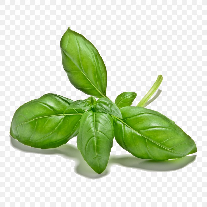 Thai Basil Herb Vegetable Thai Cuisine, PNG, 1024x1024px, Basil, Greens, Herb, Ingredient, Leaf Download Free