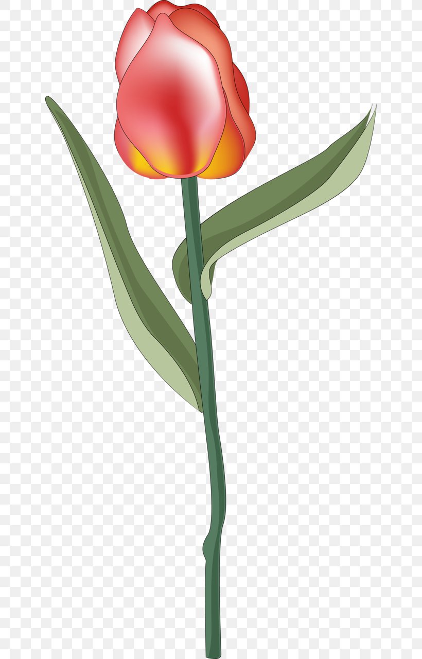 Flowering Plant Cut Flowers Tulip, PNG, 644x1280px, Flower, Cut Flowers, Family, Flowering Plant, Liliaceae Download Free