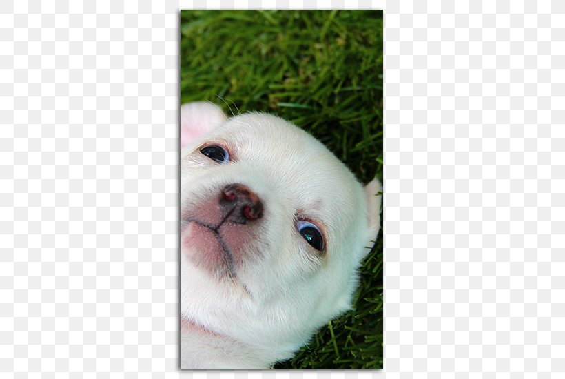 French Bulldog Puppy Dog Breed Companion Dog Rottweiler, PNG, 485x550px, French Bulldog, Carnivoran, Chihuahua, Companion Dog, Cuteness Download Free