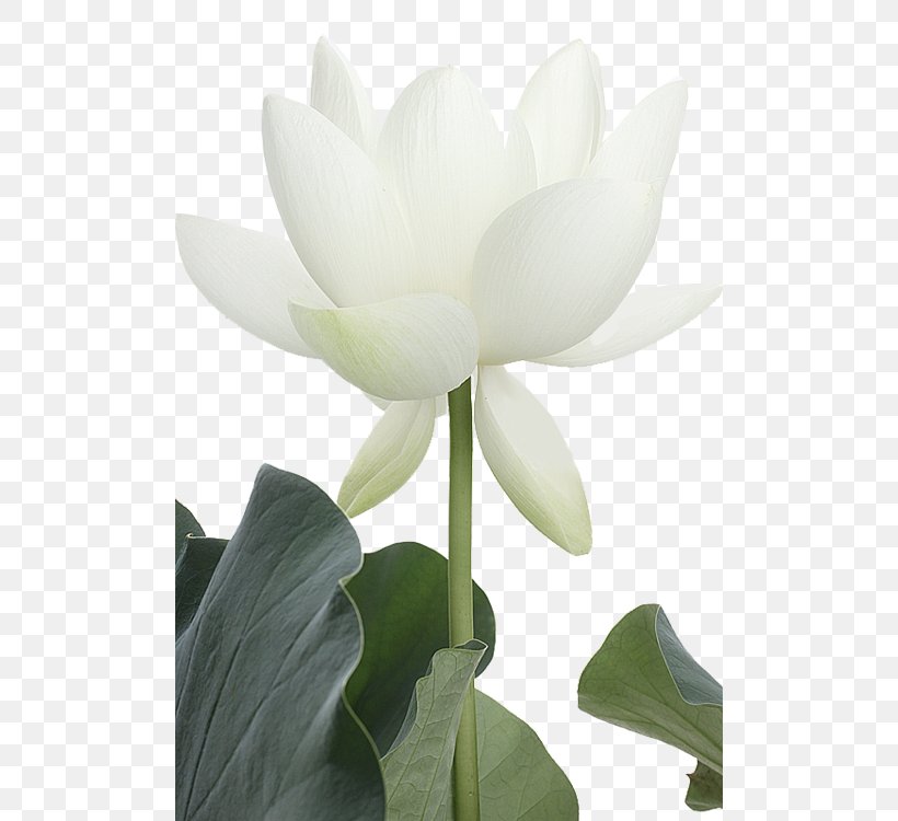 Nelumbo Nucifera White Flower Painting Petal, PNG, 500x750px, Nelumbo Nucifera, Aquatic Plant, Clothes Horse, Flower, Flowering Plant Download Free