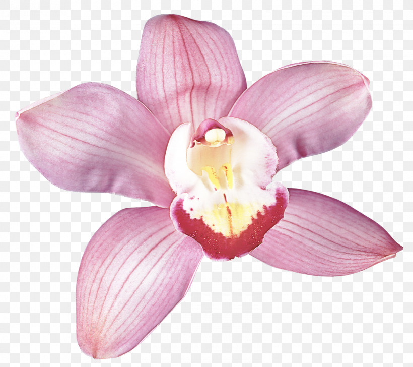 Petal Flower Pink Plant Moth Orchid, PNG, 1600x1422px, Petal, Dendrobium, Flower, Moth Orchid, Orchid Download Free