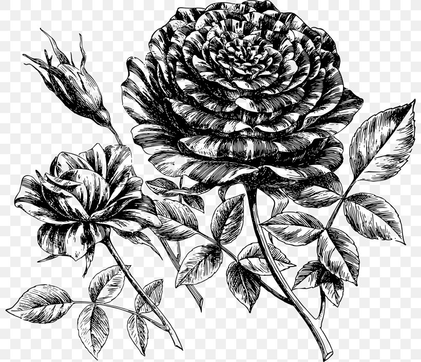 Drawing Clip Art, PNG, 800x705px, Drawing, Black And White, Flora, Floral Design, Flower Download Free