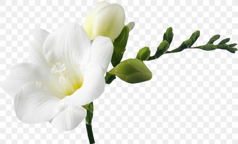 Flower Bouquet White Clip Art, PNG, 1200x726px, Flower, Blossom, Blue, Branch, Bud Download Free