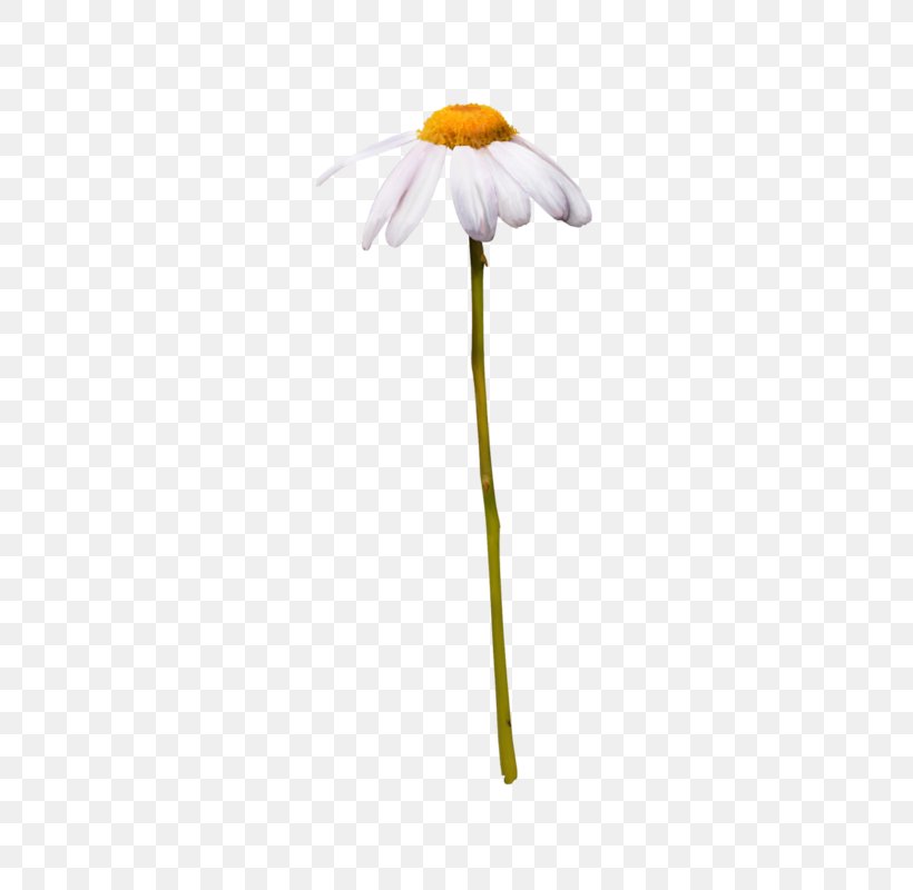 Flower Stem, PNG, 416x800px, Plant Stem, Flower, Gerbera, Pedicel, Petal Download Free