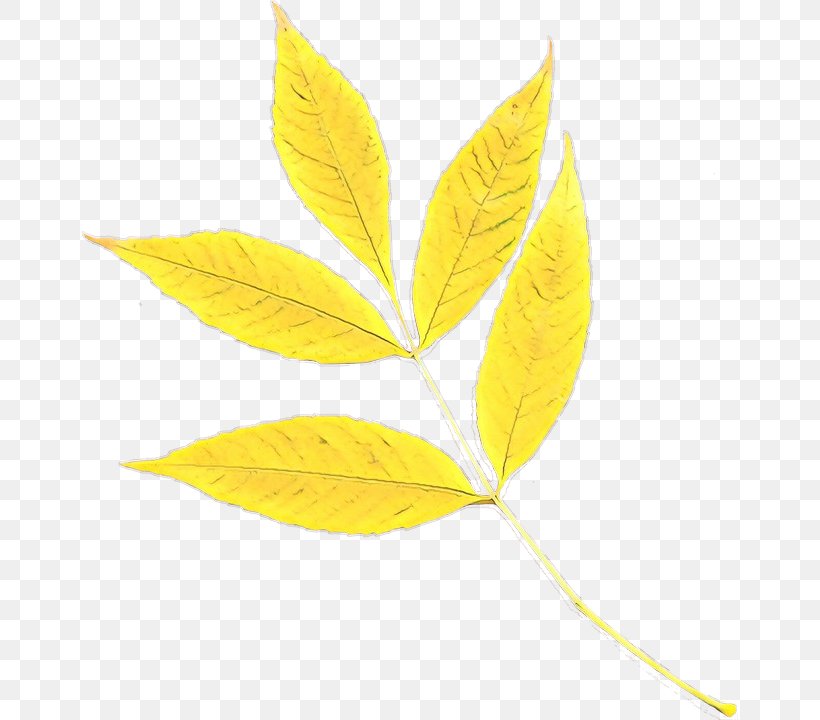 Leaf Yellow Plant Tree Flower, PNG, 656x720px, Cartoon, Flower, Flowering Plant, Leaf, Plant Download Free
