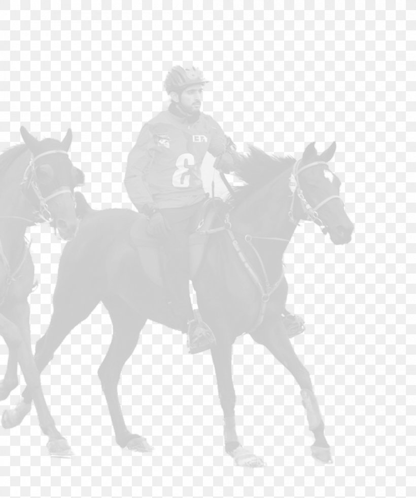 Mule Mustang Bridle Stallion Rein, PNG, 1000x1200px, Mule, Black And White, Bridle, Cowboy, Equestrian Download Free
