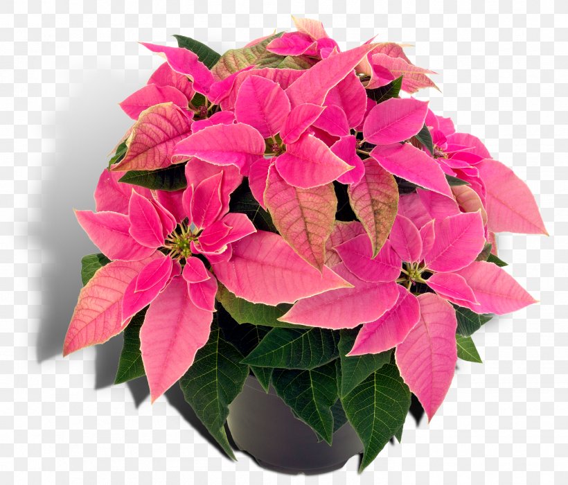 Poinsettia Christmas Plants Houseplant Spurges, PNG, 1479x1264px, Poinsettia, Annual Plant, Bract, Christmas Day, Christmas Plants Download Free