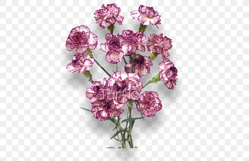 Turflor Cut Flowers Violet Lilac, PNG, 652x532px, Turflor, Carnation, Cut Flowers, Flower, Flowering Plant Download Free