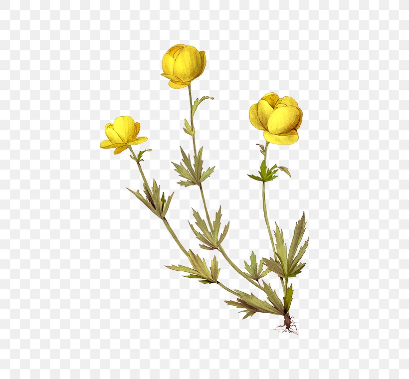 Globeflower Dicotyledon Plants Italmas Trollius Altaicus, PNG, 472x760px, Dicotyledon, Botanical Illustration, Botany, Bud, Buttercup Download Free