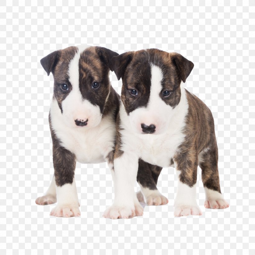 Miniature Bull Terrier Bull And Terrier Old English Terrier Cairn Terrier, PNG, 1379x1378px, Bull Terrier, Breed, Brindle, Bull, Bull And Terrier Download Free