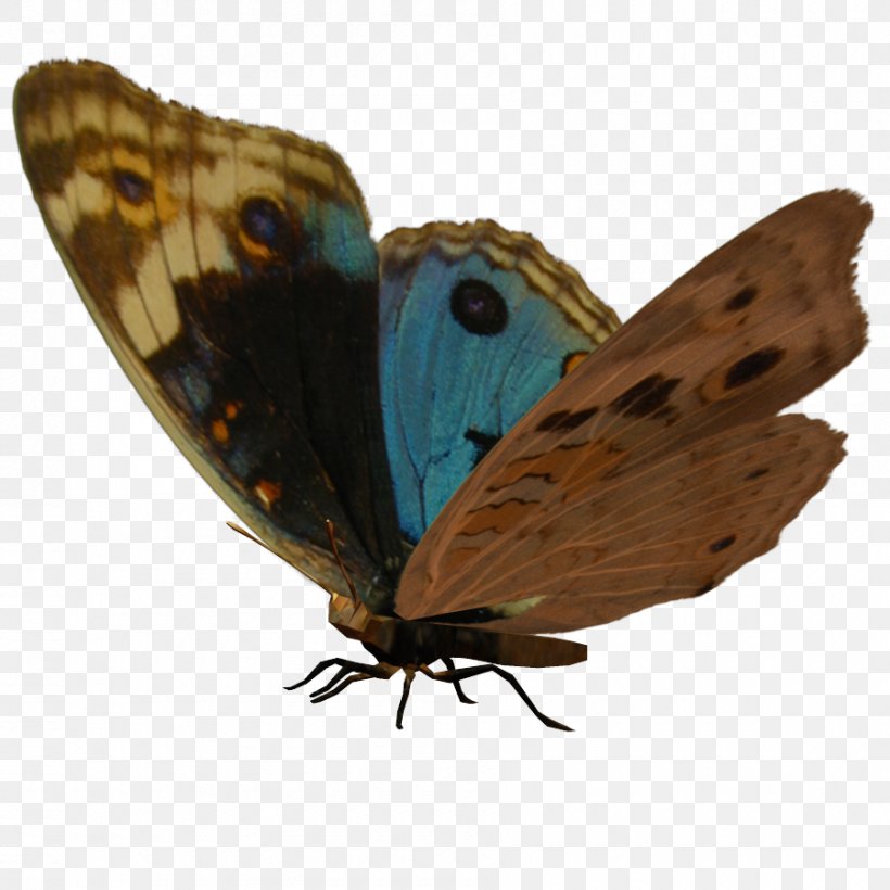 Brush-footed Butterflies Gossamer-winged Butterflies Moth Butterfly Insect, PNG, 900x900px, Brushfooted Butterflies, Alas, Arthropod, Brush Footed Butterfly, Butterflies And Moths Download Free