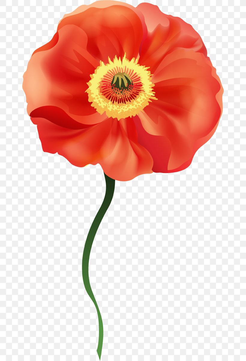 Flower Common Poppy Clip Art, PNG, 672x1200px, Flower, Blog, Common Poppy, Coquelicot, Cut Flowers Download Free