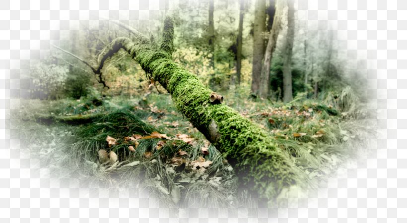 Laptop Desktop Wallpaper Nature 1080p, PNG, 800x450px, Laptop, Branch, Display Resolution, Forest, Grass Download Free