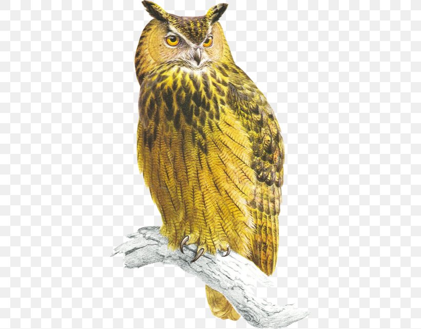 Tawny Owl Bird Of Prey Eurasian Eagle-owl, PNG, 393x641px, Owl, Beak, Bird, Bird Of Prey, Bird Vocalization Download Free