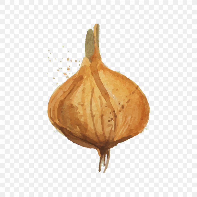 Vegetable Watercolor Painting Onion Drawing, PNG, 2000x2000px, Vegetable, Commodity, Drawing, Food, Fruit Download Free