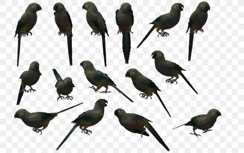 Bird Parrot House Sparrow Beak Drawing, PNG, 1024x645px, Bird, Animal, Beak, Budgerigar, Cartoon Download Free