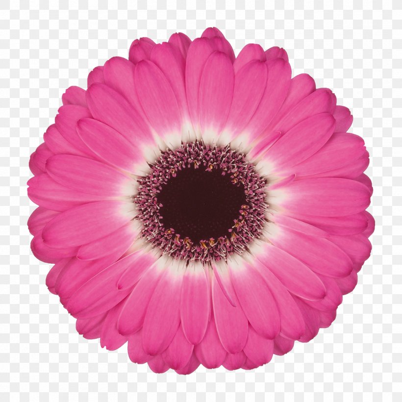 Common Daisy Flower Color Gerbera Jamesonii Floristry, PNG, 1772x1772px, Common Daisy, Botany, Color, Cut Flowers, Daisy Family Download Free