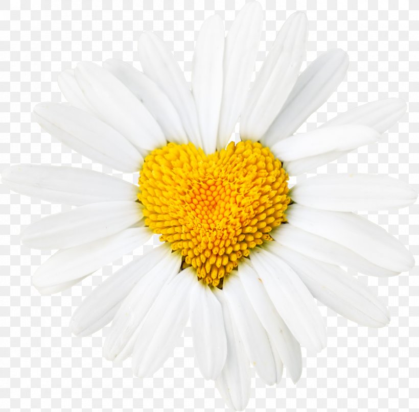 Common Daisy Oxeye Daisy Heart Flower Desktop Wallpaper, PNG, 1200x1181px, Common Daisy, Aster, Bellis, Chamaemelum Nobile, Chrysanths Download Free