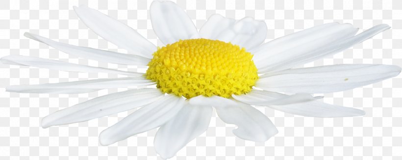 Flower Daisy Family Roman Chamomile Common Daisy Oxeye Daisy, PNG, 1809x724px, Flower, Chamaemelum, Chamaemelum Nobile, Chrysanthemum, Chrysanths Download Free