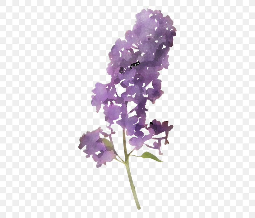 Lavender, PNG, 380x699px, Flower, Cut Flowers, Lavender, Lilac, Petal Download Free