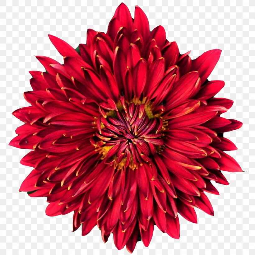 Puddini At The Deli Chrysanthemum Illustration, PNG, 1024x1024px, Chrysanthemum, Art, Brochure, Chrysanths, Cut Flowers Download Free