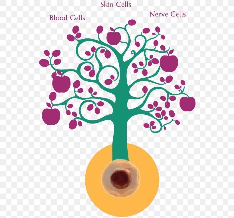 The Stem Cell Debate Cord Blood Stem Cell Controversy, PNG, 768x766px, Watercolor, Cartoon, Flower, Frame, Heart Download Free