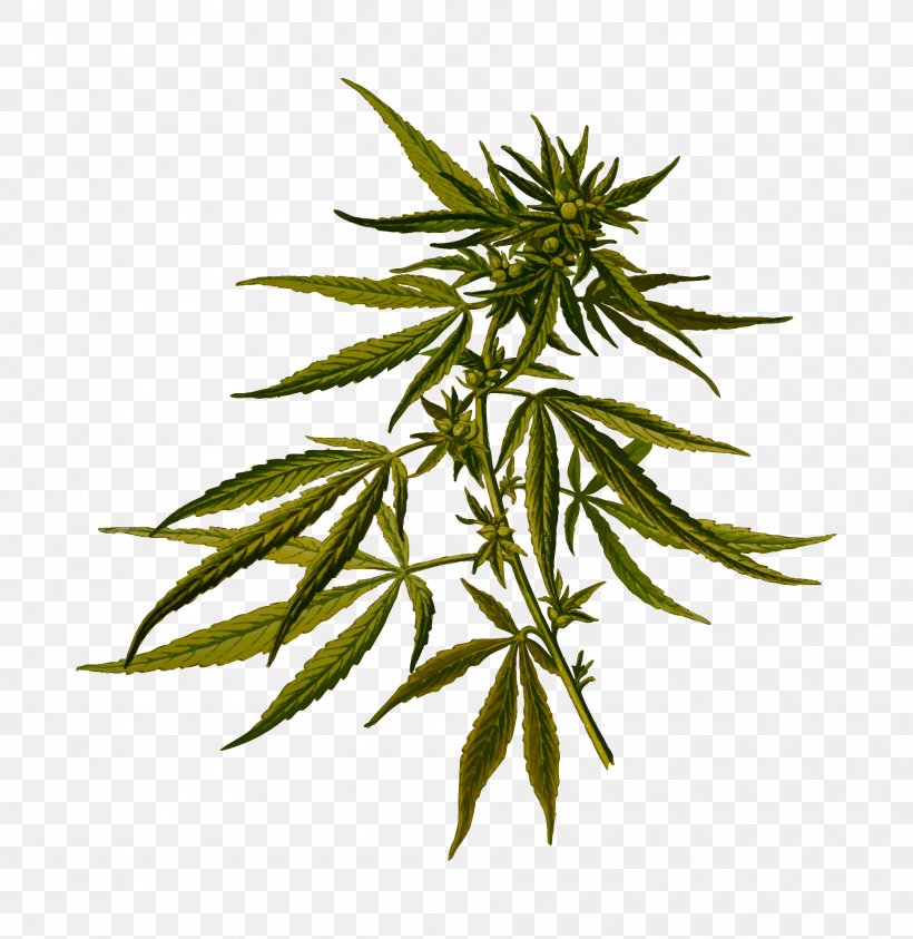 Cannabis Sativa Cannabis Ruderalis Hemp Medical Cannabis, PNG, 1867x1920px, Cannabis Sativa, Cannabinoid, Cannabis, Cannabis Flower Essential Oil, Cannabis Ruderalis Download Free