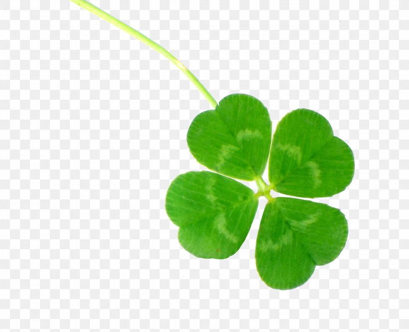 Four-leaf Clover Clover Culture Luck, PNG, 2140x1739px, Fourleaf Clover, Aoa, Clover, Genus, Good Luck Download Free