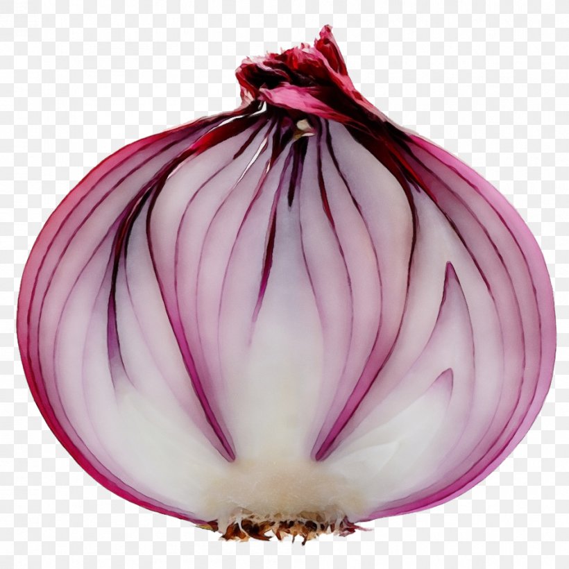 Shallots Vegetable Yellow Onion Red Onion Vinaigrette, PNG, 945x945px, Shallots, Allium, Amaryllis Family, Flowering Plant, Food Download Free