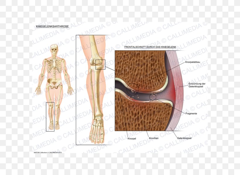 Shoulder Anatomy, PNG, 600x600px, Shoulder, Anatomy, Human Leg, Joint, Knee Download Free