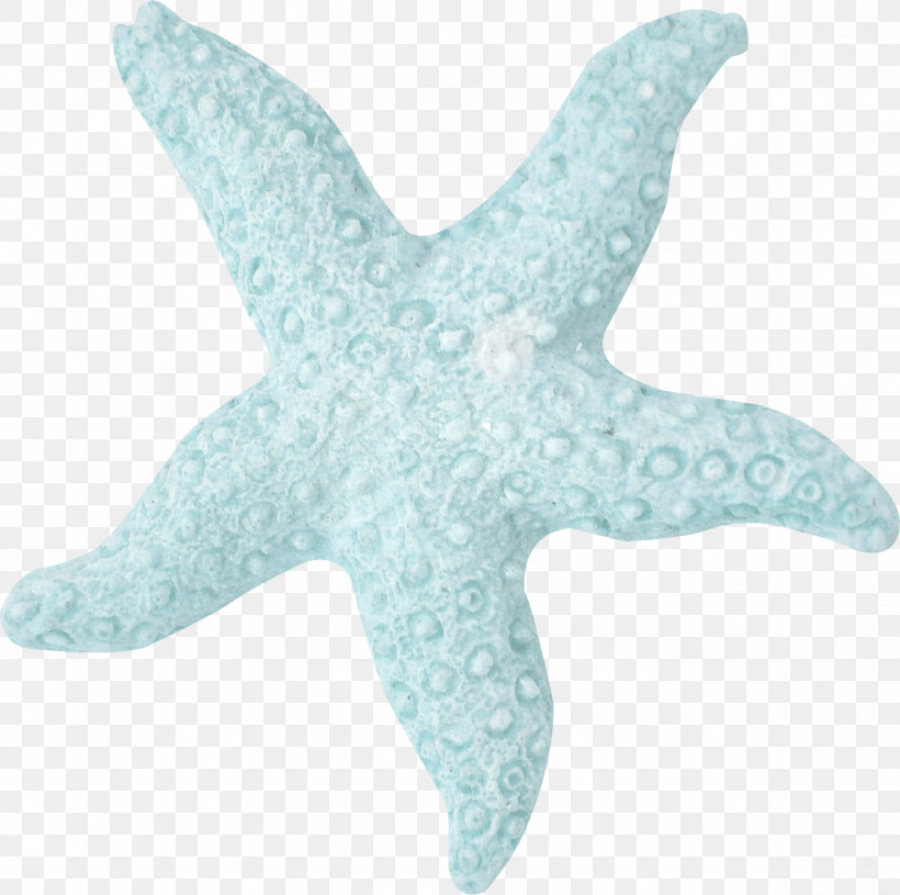 Starfish Fish Turquoise Biology Science, PNG, 1411x1403px, Starfish, Biology, Fish, Science, Turquoise Download Free