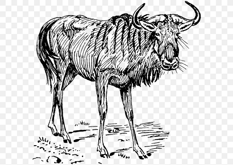 Wildebeest Clip Art, PNG, 600x582px, Wildebeest, Art, Black And White, Cattle Like Mammal, Cow Goat Family Download Free