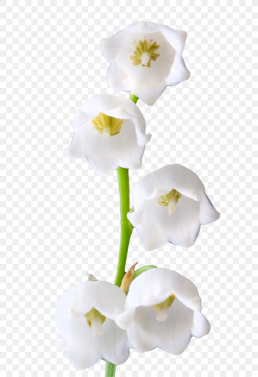 Lily Of The Valley Lilium Candidum Flower Clip Art, PNG, 701x1200px, Lily Of The Valley, Birth Flower, Camera, Convallaria, Cut Flowers Download Free