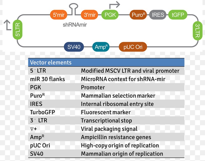 Short Hairpin RNA Viral Vector Mir-30 MicroRNA Precursor, PNG, 800x643px, Short Hairpin Rna, Area, Brand, Computer Program, Diagram Download Free