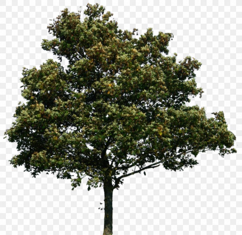 Tree Clip Art, PNG, 850x824px, Tree, Branch, Evergreen, Image Resolution, Layers Download Free