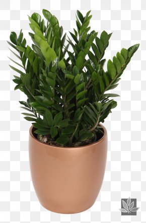 Indoor Houseplants Identification - Zamioculcas Zamiifolia Houseplant Indoor Plants Garden PNG
