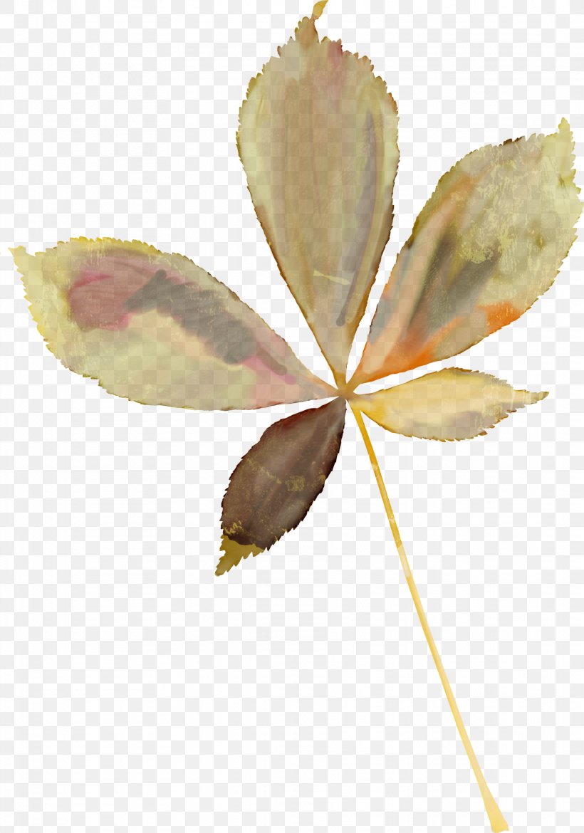 Maple Leaf Autumn Leaves Oak Plant Stem, PNG, 1822x2600px, Leaf, Autumn, Autumn Leaf Color, Autumn Leaves, Branch Download Free