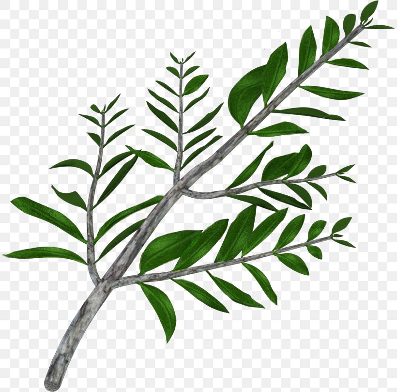 Olive Branch Olive Branch Iran Leaf, PNG, 813x809px, Olive, Branch, Food, Iran, Leaf Download Free