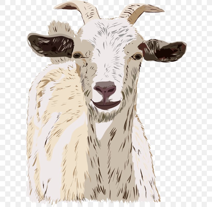 Sheep Goats Drawing Cattle, PNG, 627x800px, Sheep, Cattle, Cattle Like Mammal, Cow Goat Family, Drawing Download Free