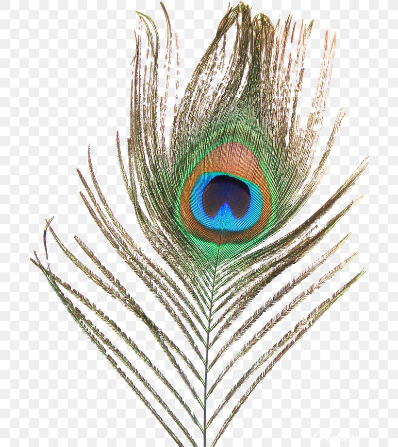 Asiatic Peafowl Feather Clip Art, PNG, 700x919px, Watercolor, Cartoon, Flower, Frame, Heart Download Free