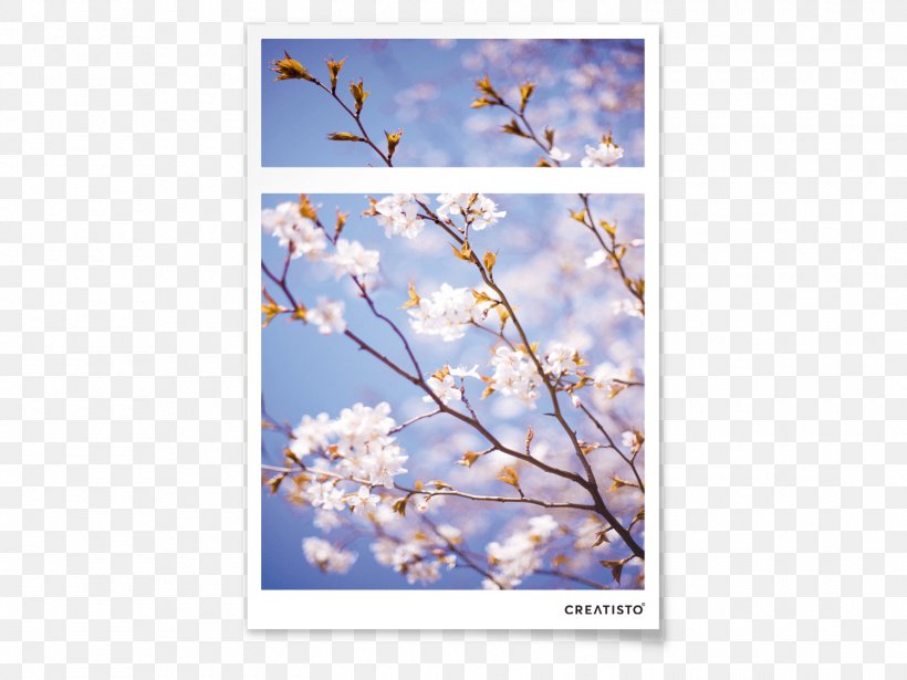 Cherry Blossom Flora Blossoms Apple, PNG, 1500x1125px, Blossom, Apple, Blossoms, Branch, Cherry Download Free