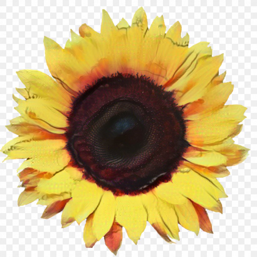 Common Sunflower Image Illustration Stock Photography, PNG, 1096x1096px, Common Sunflower, Asterales, Cuisine, Daisy Family, Drawing Download Free