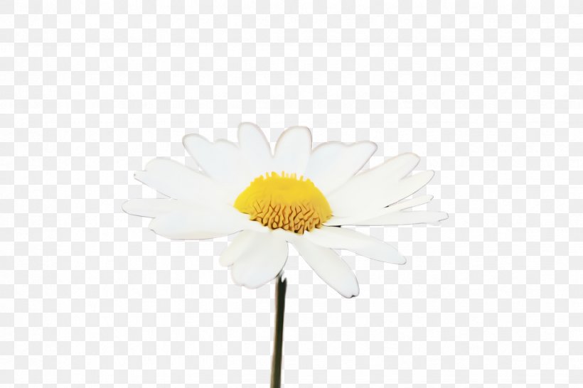 Daisy, PNG, 2448x1632px, Watercolor, Camomile, Chamomile, Daisy, Flower Download Free