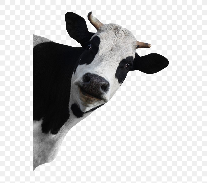 Holstein Friesian Cattle Stock Photography Dairy Cattle Grazing, PNG, 650x726px, Holstein Friesian Cattle, Advertising, Agriculture, Calf, Cattle Download Free