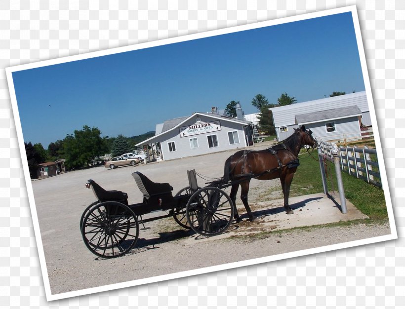 Horse And Buggy Mare Horse Harnesses Stallion, PNG, 1164x889px, Horse And Buggy, Carriage, Cart, Chariot, Harness Racing Download Free