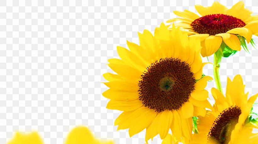 Common Sunflower Sunflower Seed Sunflower Oil, PNG, 2457x1378px, Common Sunflower, Auglis, Daisy Family, Eveningprimroses, Flower Download Free